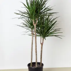 Dracaena 'Marginata Cane' — additional view
