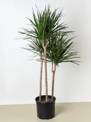 Dracaena 'Marginata Cane' — additional view