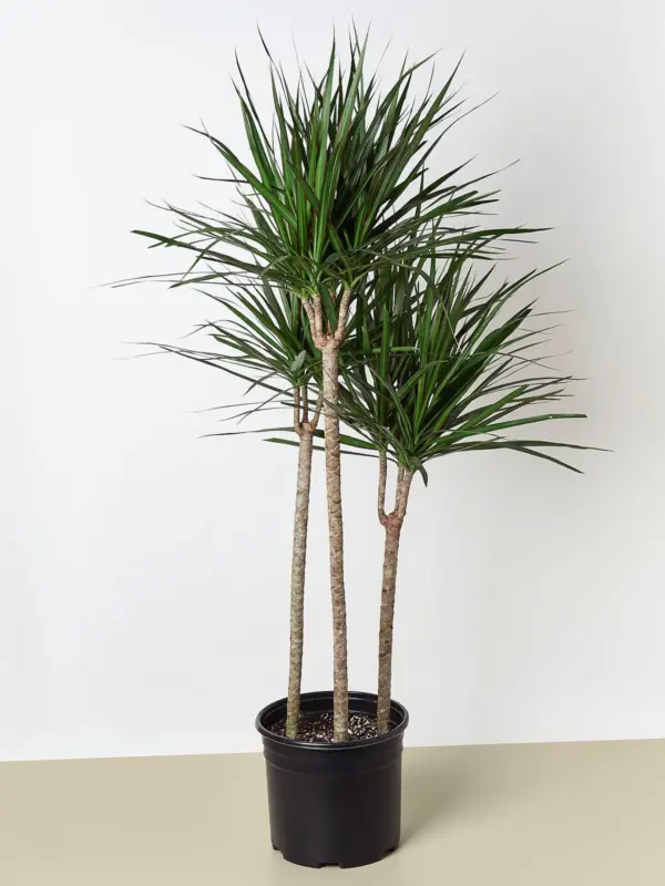 Dracaena 'Marginata Cane' — additional view