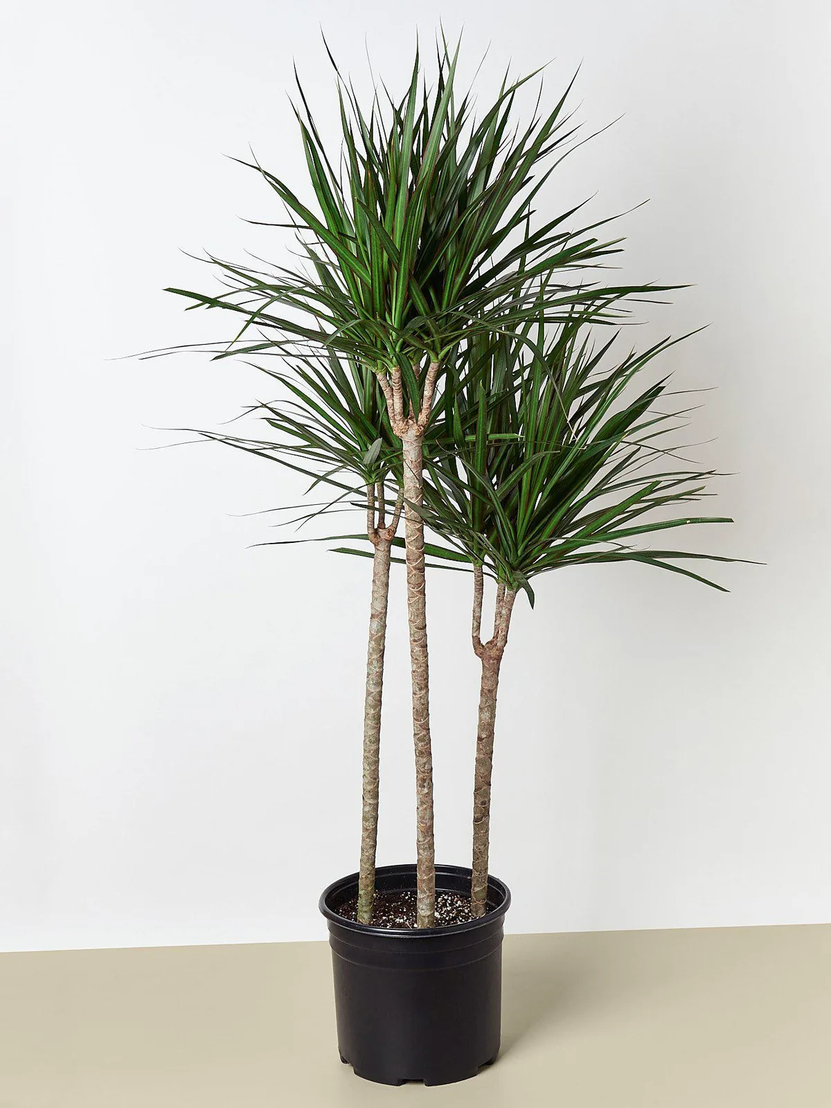 Dracaena 