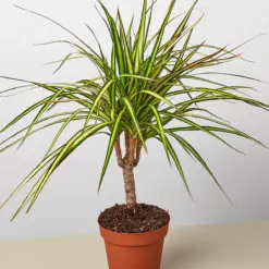 Dracaena Marginata 'Sunshine' Sunray houseplant