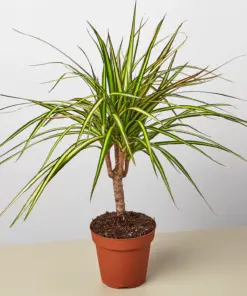 Dracaena Marginata 'Sunshine' Sunray houseplant
