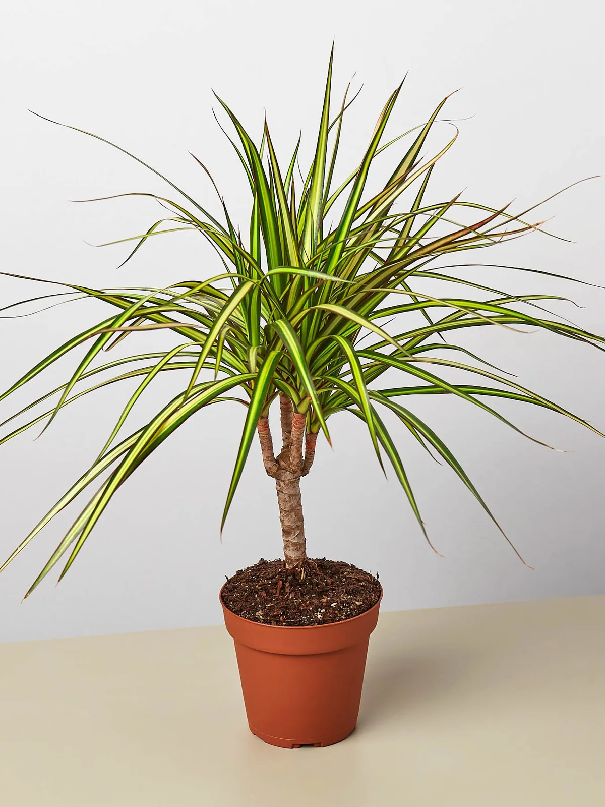 Dracaena Marginata 
