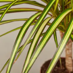 Dracaena Marginata 'Sunshine' Sunray — leaf detail close-up