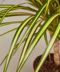 Dracaena Marginata 'Sunshine' Sunray — leaf detail close-up