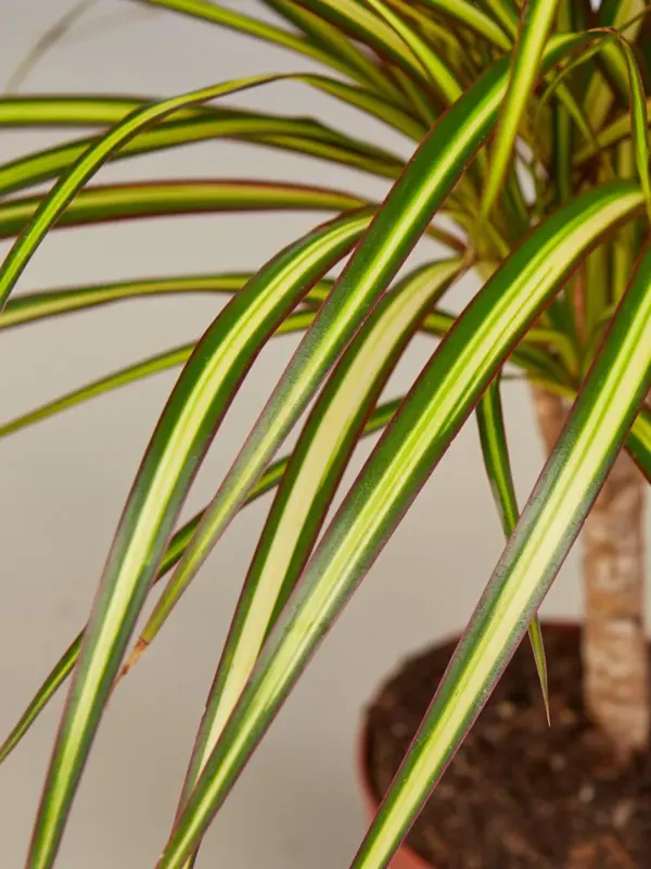 Dracaena Marginata 'Sunshine' Sunray — leaf detail close-up