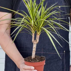 Dracaena Marginata 'Sunshine' Sunray — held in hand for size reference