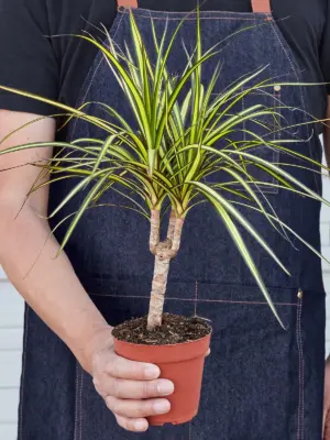 Dracaena Marginata 'Sunshine' Sunray — held in hand for size reference