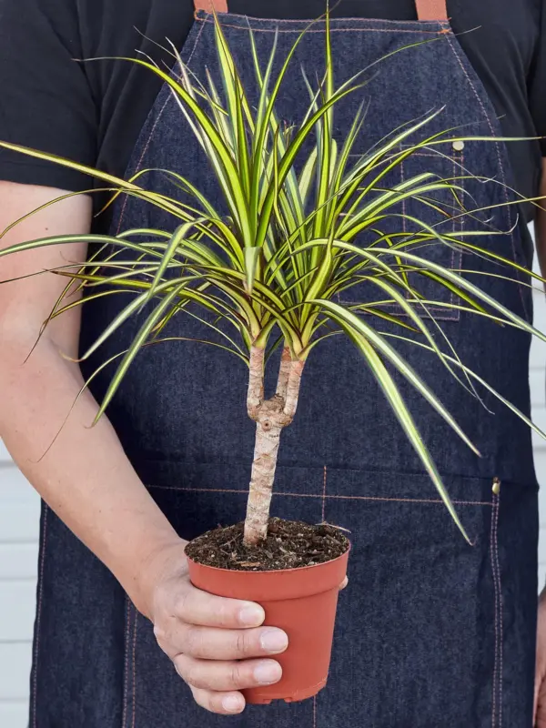 Dracaena Marginata 'Sunshine' Sunray — held in hand for size reference