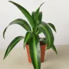 Dracaena 'Massangeana' houseplant