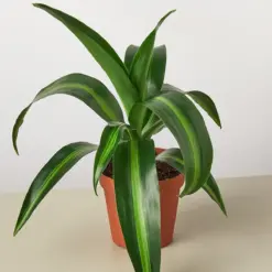 Dracaena 'Massangeana' houseplant