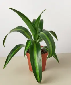 Dracaena 'Massangeana' houseplant