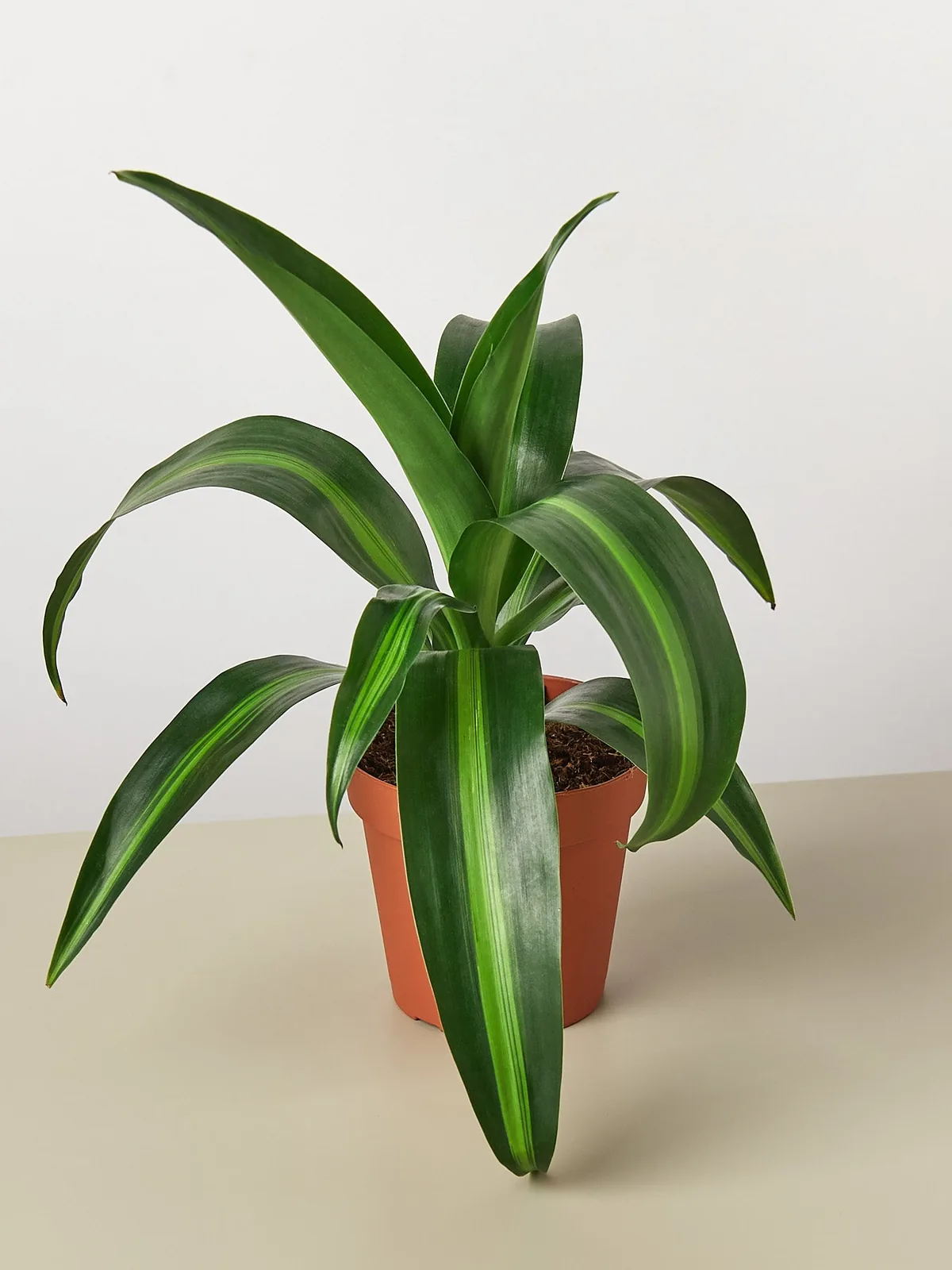 Dracaena 
