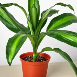 Dracaena 'Massangeana' — additional view