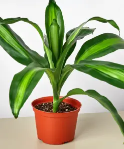 Dracaena 'Massangeana' — additional view