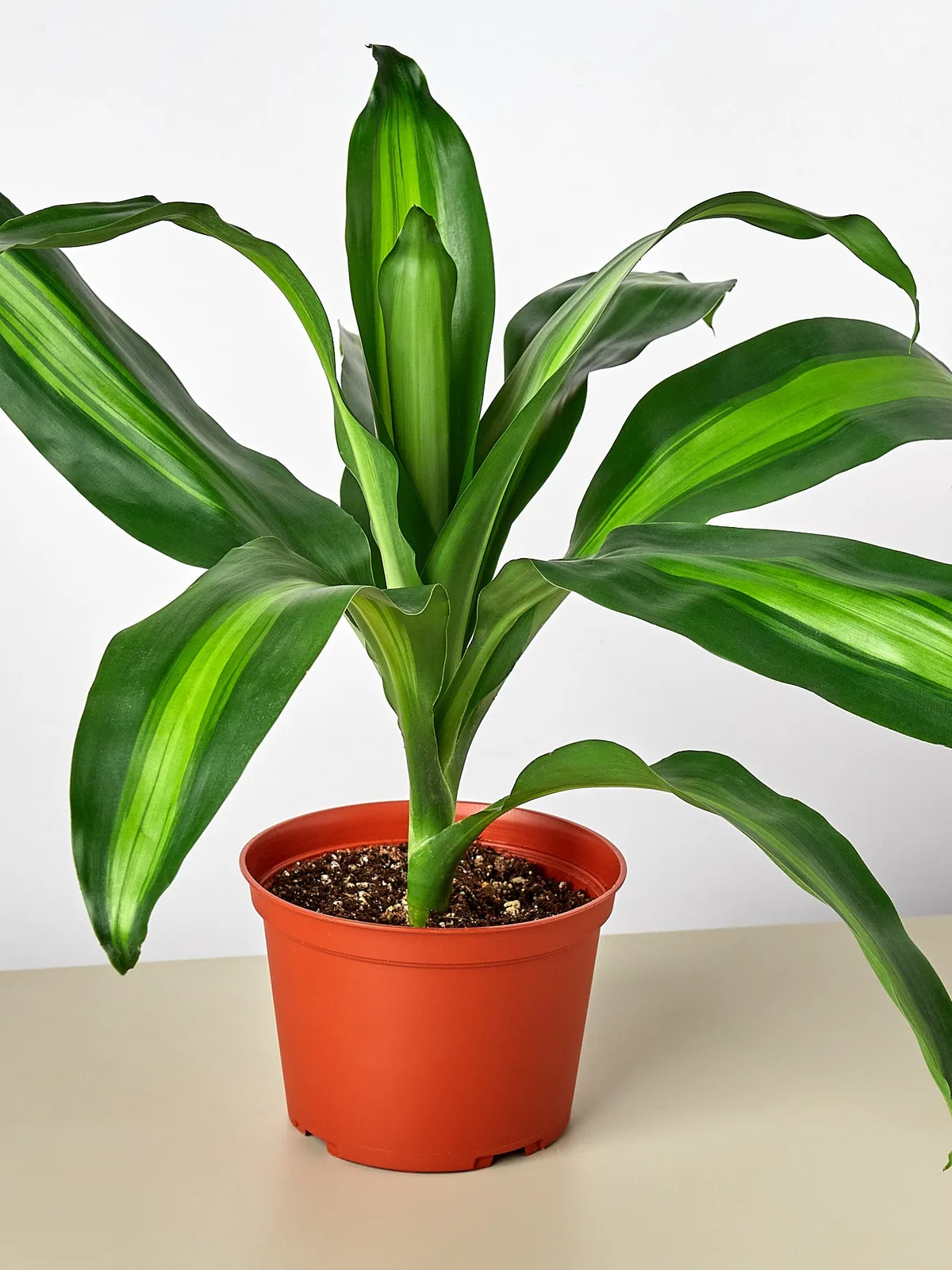 Dracaena 