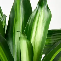 Dracaena 'Massangeana' — leaf detail close-up