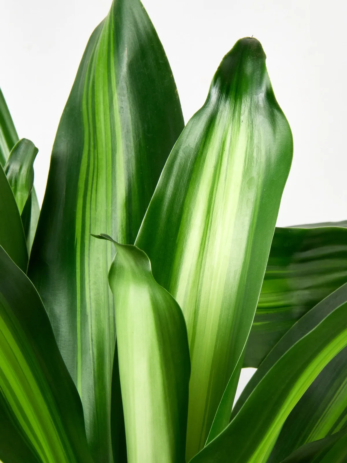 Dracaena 