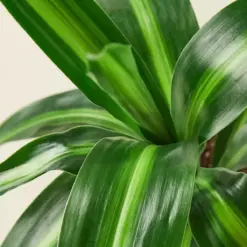 Dracaena 'Massangeana' — leaf detail close-up