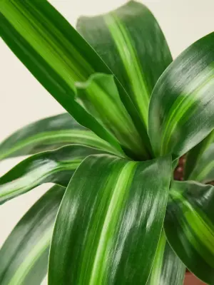 Dracaena 'Massangeana' — leaf detail close-up