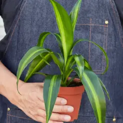 Dracaena 'Massangeana' — held in hand for size reference