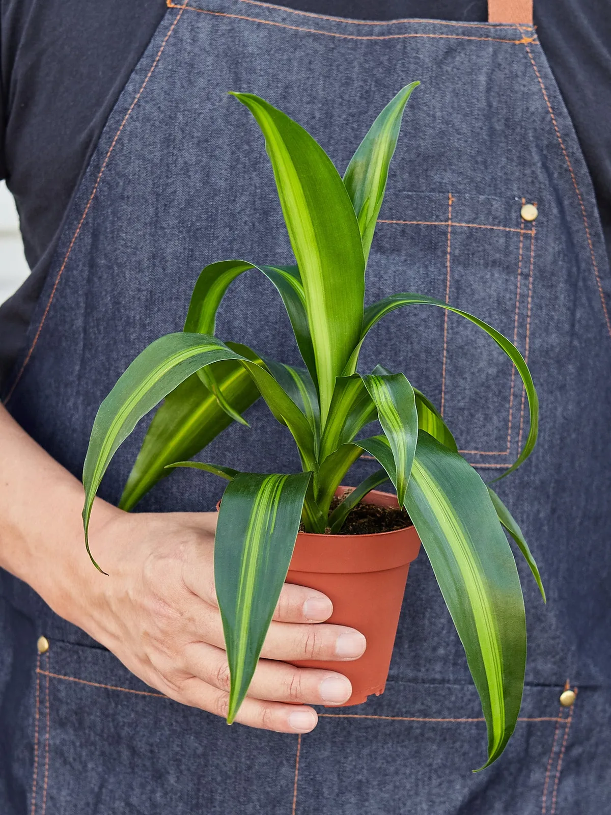 Dracaena 