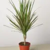 Dracaena 'Red Margined' houseplant