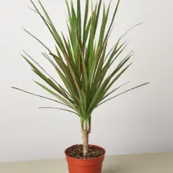 Dracaena 'Red Margined' houseplant