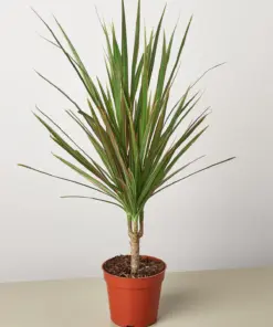 Dracaena 'Red Margined' houseplant