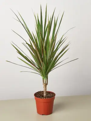 Dracaena 'Red Margined' houseplant