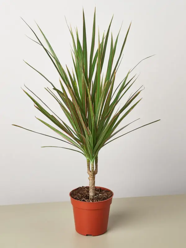 Dracaena 'Red Margined' houseplant