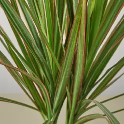 Dracaena 'Red Margined' — leaf detail close-up