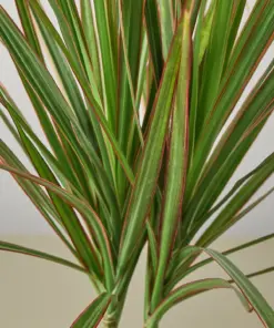 Dracaena 'Red Margined' — leaf detail close-up