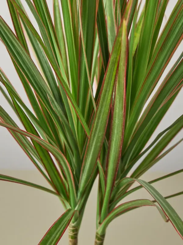 Dracaena 'Red Margined' — leaf detail close-up
