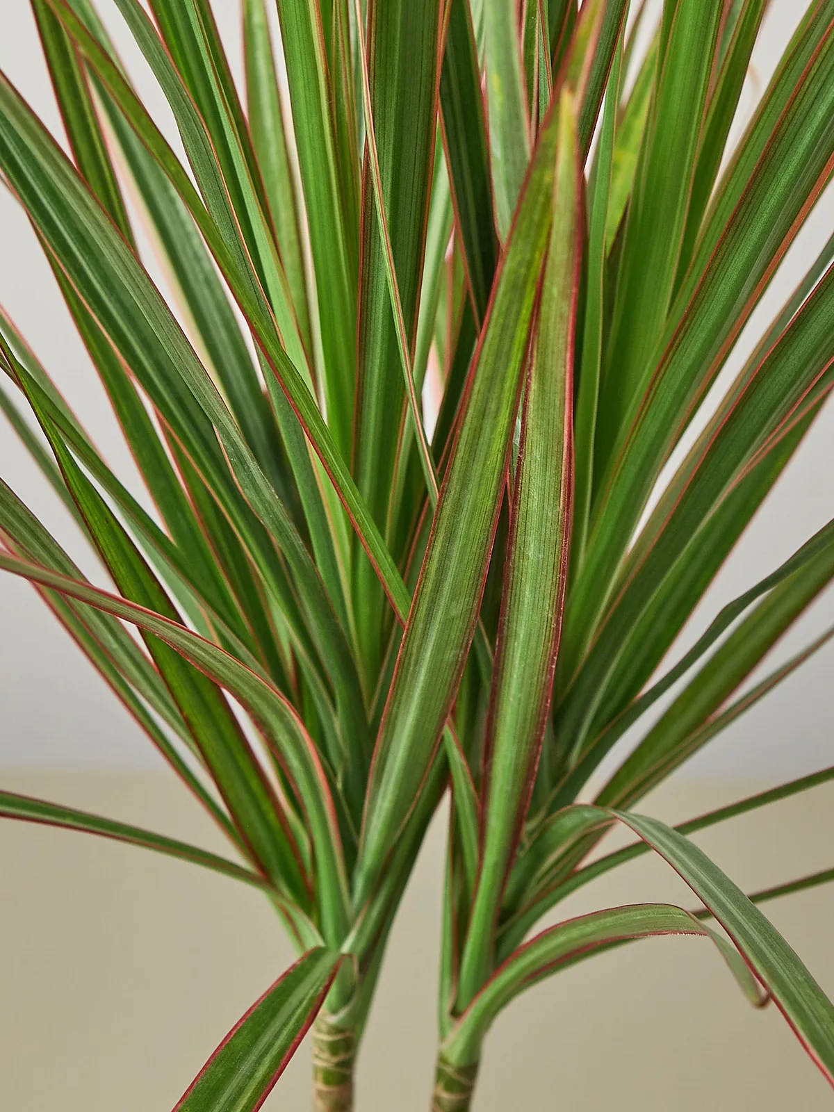 Dracaena 