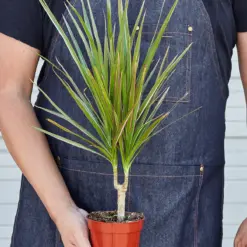 Dracaena 'Red Margined' — held in hand for size reference