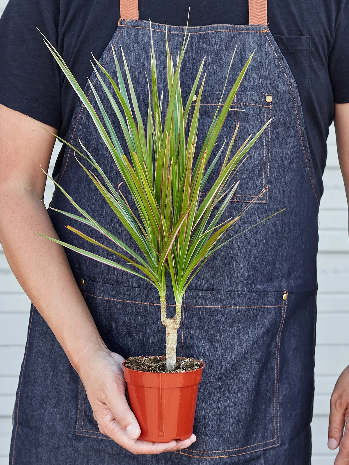 Dracaena 