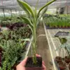 Dracaena 'Sanderiana' houseplant