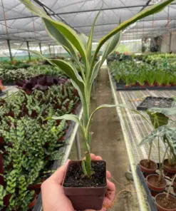 Dracaena 'Sanderiana' houseplant