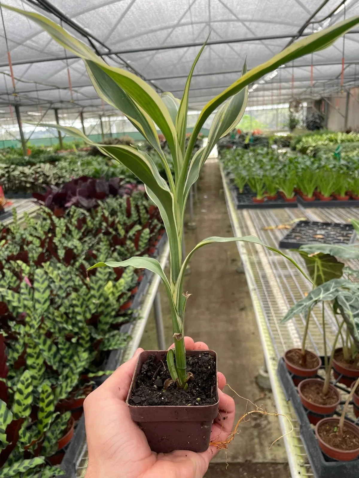 Dracaena 