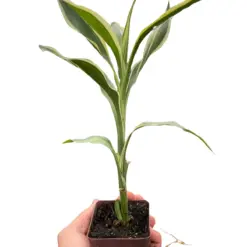 Dracaena 'Sanderiana' — additional view