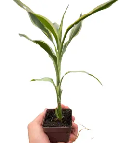 Dracaena 'Sanderiana' — additional view