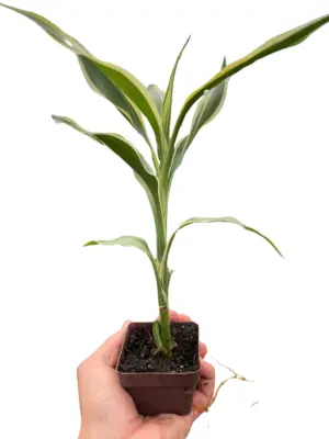 Dracaena 'Sanderiana' — additional view