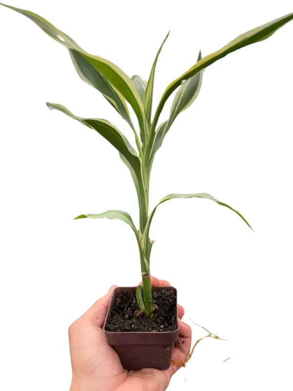 Dracaena 'Sanderiana' — additional view