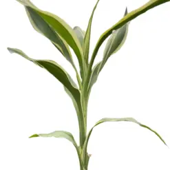 Dracaena 'Sanderiana' — square crop