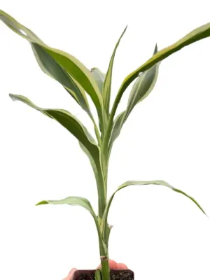 Dracaena 'Sanderiana' — square crop
