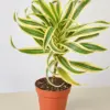 Dracaena Song of India houseplant