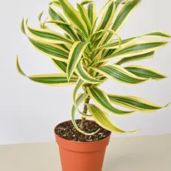 Dracaena Song of India houseplant