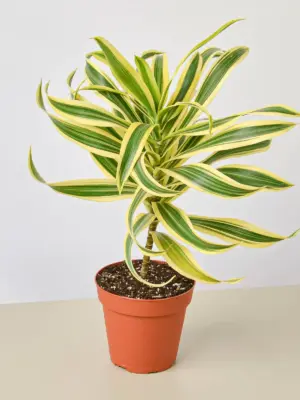 Dracaena Song of India houseplant
