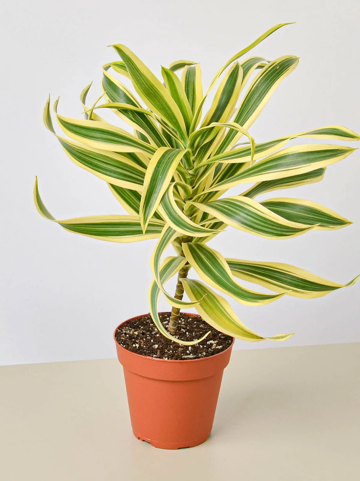 Dracaena Song of India houseplant
